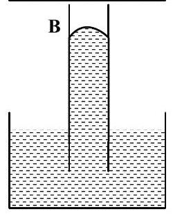 Structure B