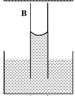 Structure B