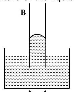 Structure B