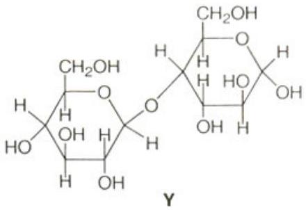 Structure Y